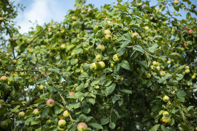 Fruits growing on tree