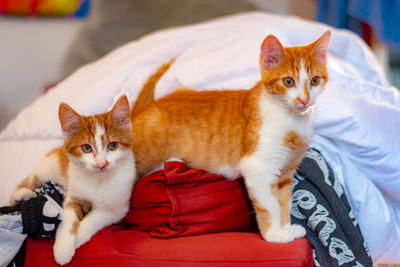 Portrait of cats lying down