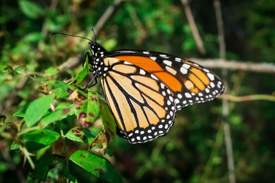 Close-up of butterfly on leaf