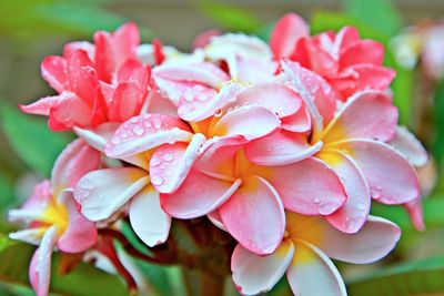 Close-up of pink flowering plant