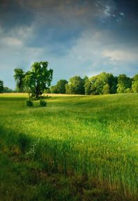 Trees on grassy field