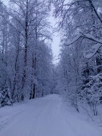 Snow covered trees in forest