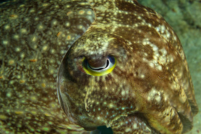 Close-up of fish swimming in sea