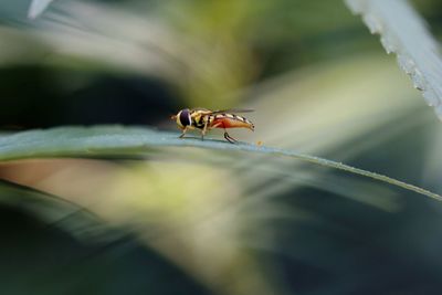 Close-up of ant on leaf