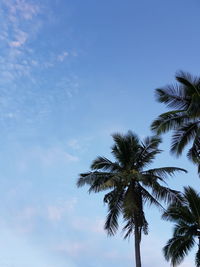 Low angle view of palm tree against blue sky