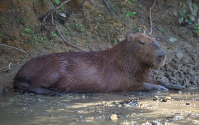 Side on portrait of capybara hydrochoerus hydrochaeris in mud bath, pampas del yacuma, bolivia.