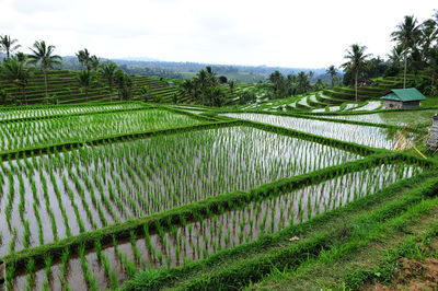 Scenic view of agricultural field against sky