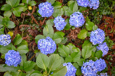 High angle view of purple flowering plants in garden