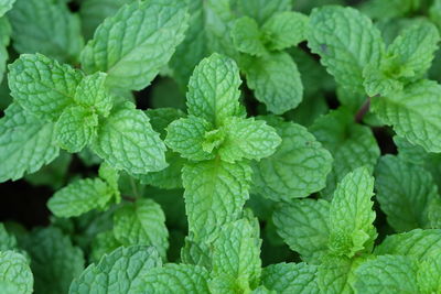 Full frame shot of green leaves