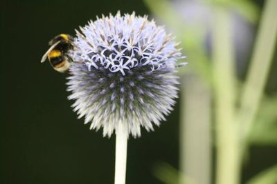 Close-up of bee on flower