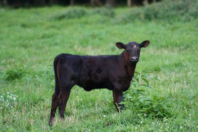 Cow standing on field