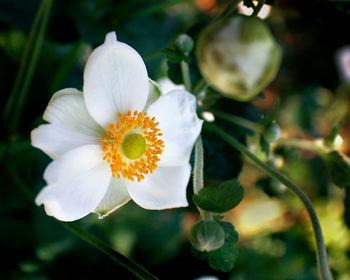 Close-up of fresh white flower blooming outdoors