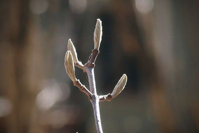 Budding leaves in spring