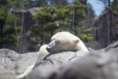 Polar bear sleeping on rock