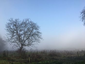 Bare tree on field against sky