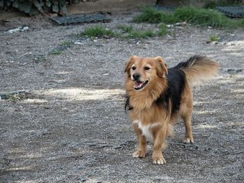 Dog standing on field