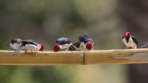 Red crested