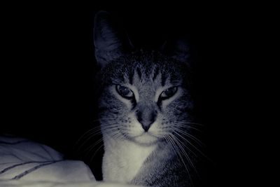 Portrait of cat over black background