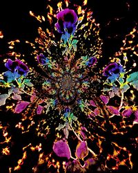 Close-up of multi colored flowers