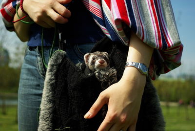 A cute ferret in a park on sunny day, looking out of a woman's bag