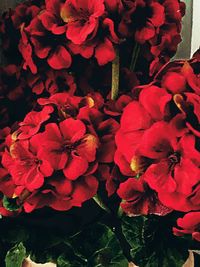 High angle view of red flowering plants