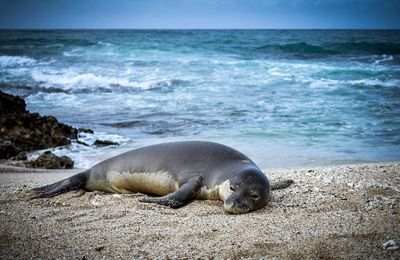 High angle view of sea lion on beach