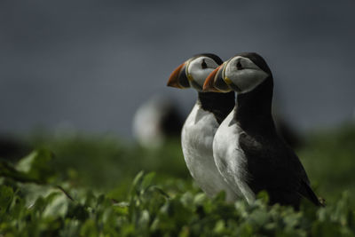 Close-up of puffins on field