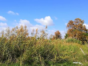 Plants growing on land against sky