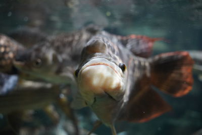 Close-up of fish swimming in sea