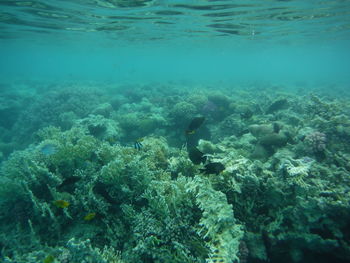 Fish swimming in sea