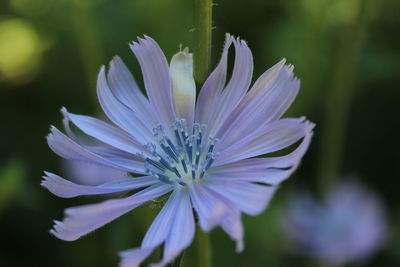 Close-up of purple flower