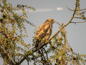 Low angle view of buzzard perching on tree against sky
