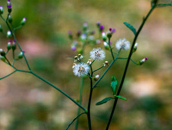 Close-up of flowers blooming outdoors