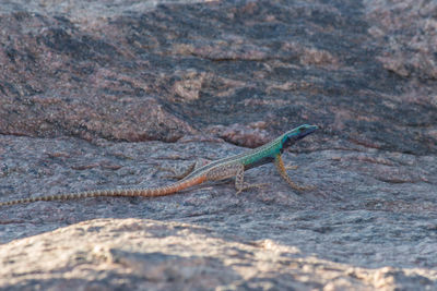 Close-up of lizard