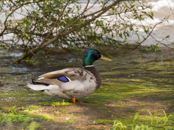 Mallard duck on lakeshore