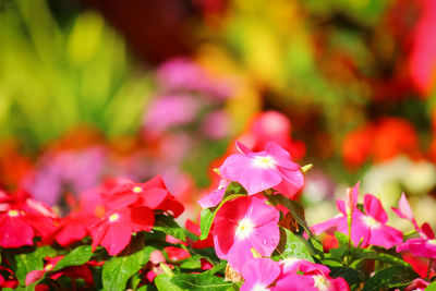 Close-up of pink flowering plant