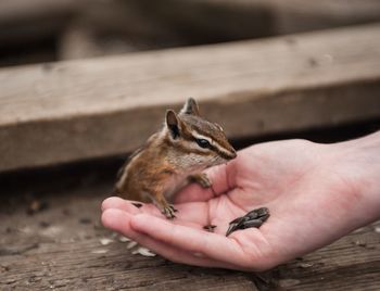 Man feeding squirrel