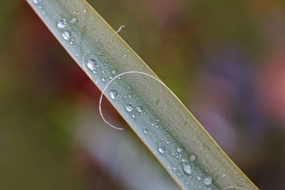 Close-up of raindrops on leaf