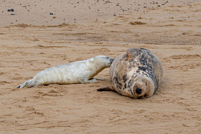 High angle view of seal lying on sand at beach