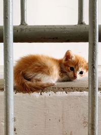 Portrait of a cat lying on a window