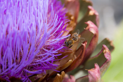 Close-up of bee pollinating on pink flower