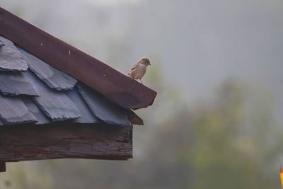 Low angle view of bird perching on roof