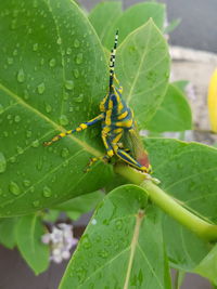 Close-up of insect on leaf