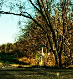 Trees on field