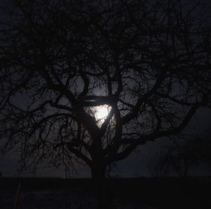 Silhouette tree against sky during sunset