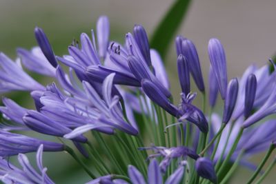 Close-up of purple flowers blooming outdoors