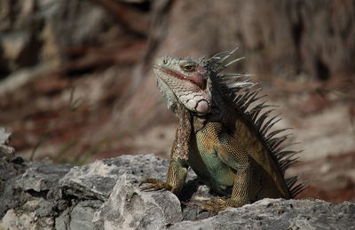 Close-up of lizard on rock