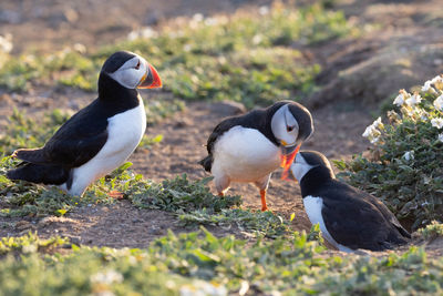 Puffin greeting each other