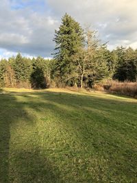 Trees on field against sky