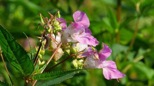 Close-up of pink flowering plant